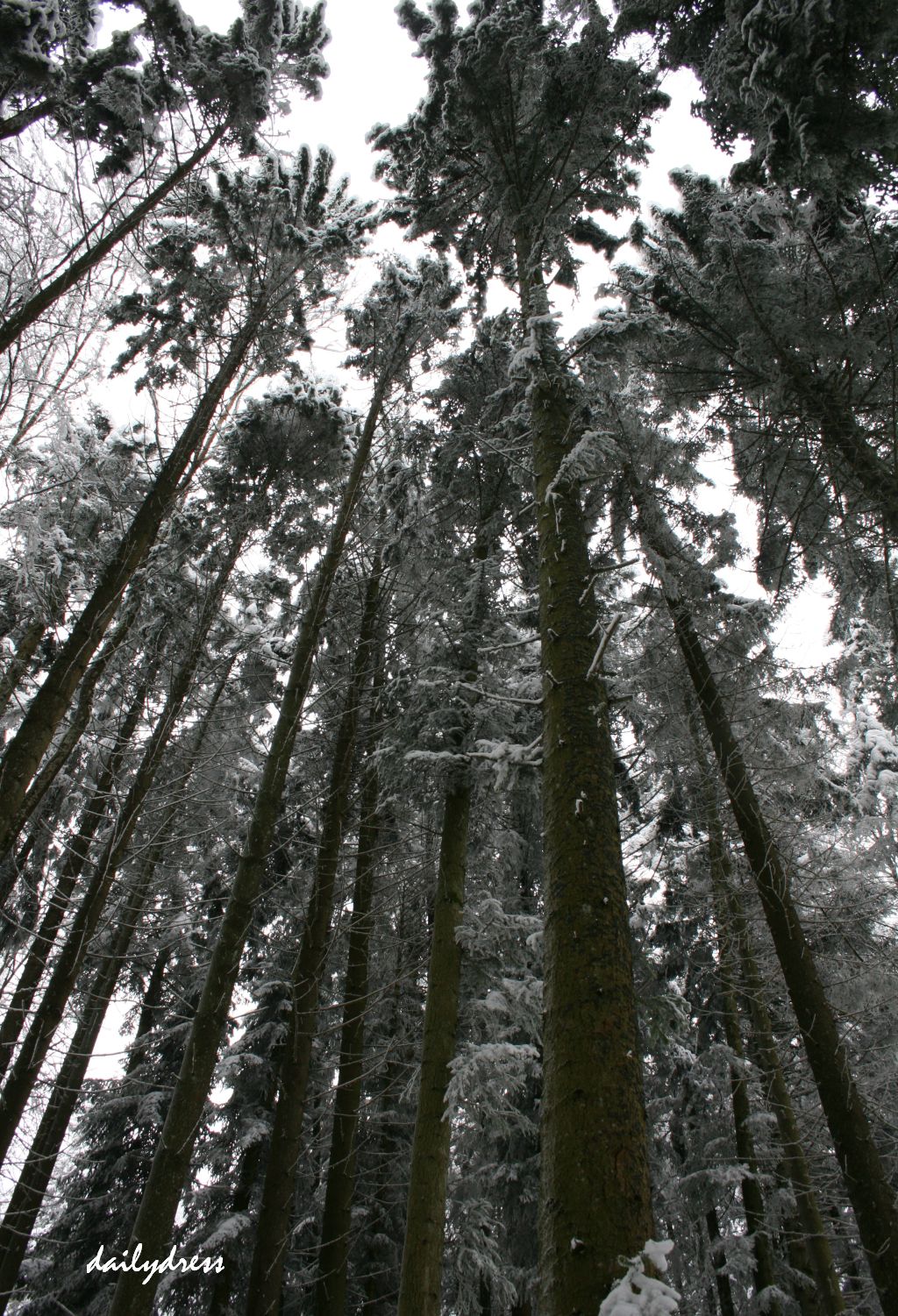 Anderseide Dress in Schnee